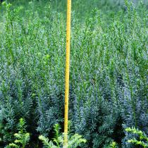 Taxus media Hillii